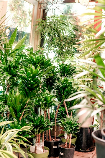 indoor plants indoor plants